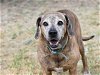adoptable Dog in brewster, NY named Jack (Trinity)