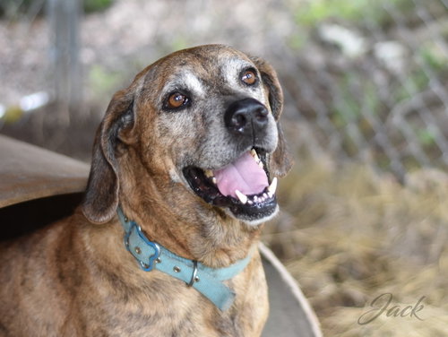 picture of the dog needing adoption