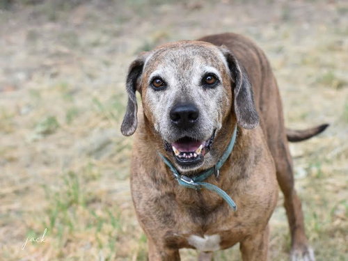 JACK (TRINITY) - Hound available for adoption