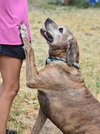 Jack (Trinity) - Photo 3