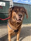 adoptable Dog in brewster, NY named Rusty