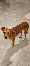 adoptable Dog in brewster, NY named Benji (B Duo)
