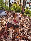 adoptable Dog in brewster, NY named Raindrop