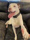 adoptable Dog in brewster, NY named Tucker