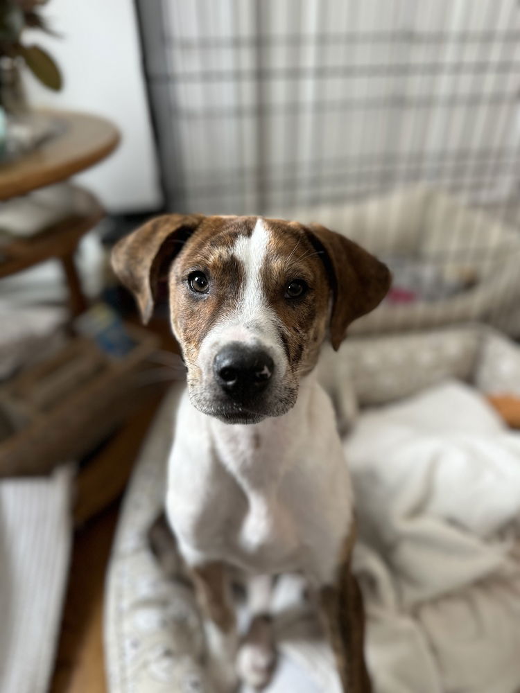 adoptable Dog in Brewster, NY named Rudy (Catahoula Duo)