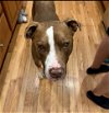 adoptable Dog in brewster, NY named Gazer