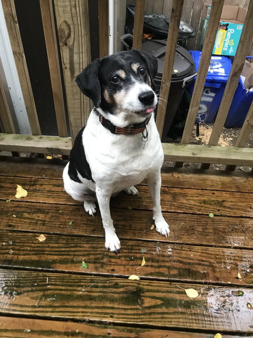 BETTE AKA RABBIT - Hound available for adoption