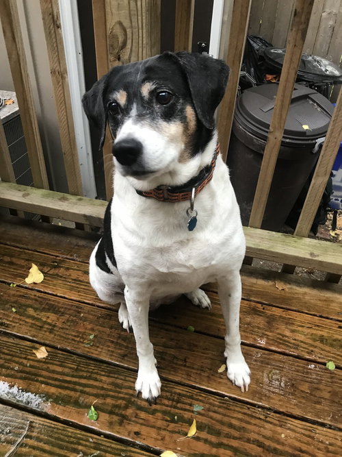 BETTE AKA RABBIT - Hound available for adoption