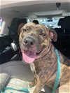 adoptable Dog in brewster, NY named Bella Boo