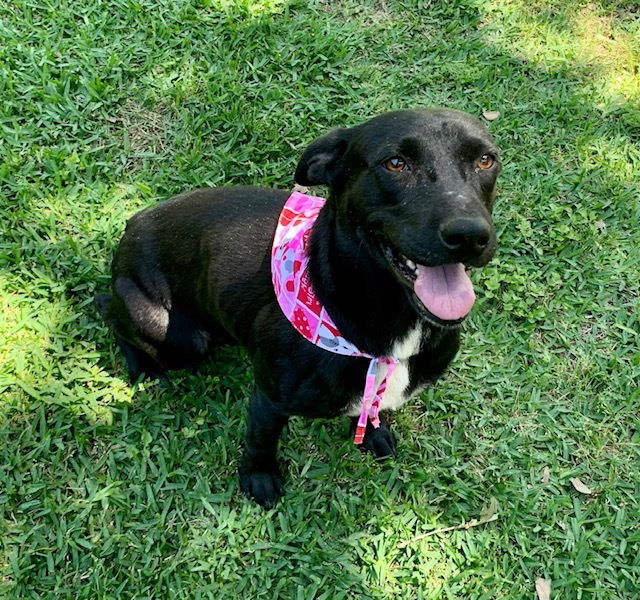 adoptable Dog in Brewster, NY named Katie