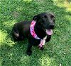 adoptable Dog in brewster, NY named Katie