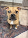Brady - Photo 2