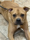 Brady - Photo 4