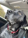 adoptable Dog in brewster, NY named Journey