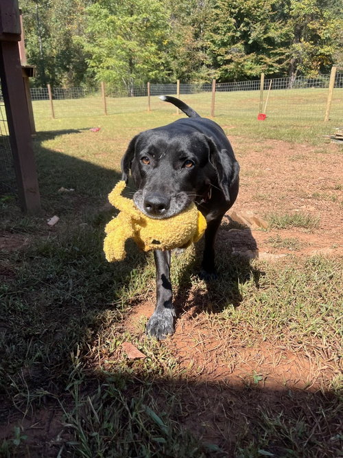 JOURNEY - Labrador Retriever / Plott Hound available for adoption