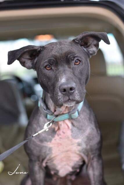 Junebug, photo 3