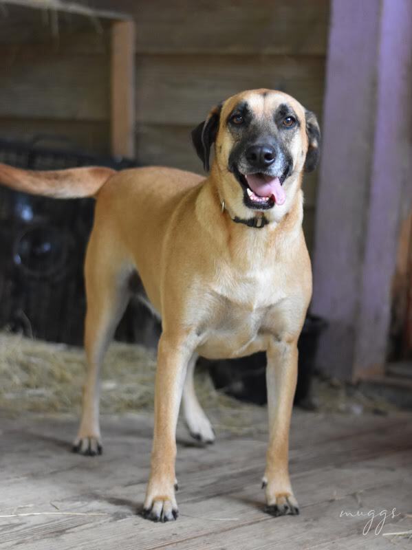 adoptable Dog in Brewster, NY named Muggs (Trinity)