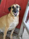 Muggs (Trinity) - Photo 2
