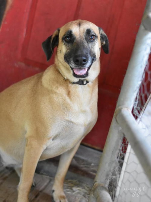 MUGGS (TRINITY) - Black Mouth Cur / Labrador Retriever available for adoption
