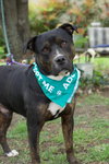 Bowser - Photo 2