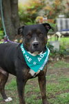 Bowser - Photo 3