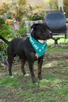 Bowser - Photo 4