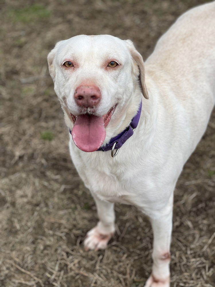 adoptable Dog in Brewster, NY named Lucky 1 aka âLucky Duckâ