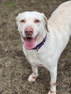 adoptable Dog in Brewster, NY named Lucky 1 aka âLucky Duckâ