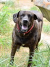 Scout (Trinity) - Photo 2