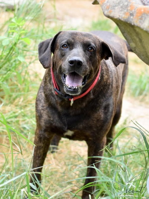 SCOUT (TRINITY) - Plott Hound available for adoption