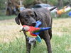 Scout (Trinity) - Photo 3