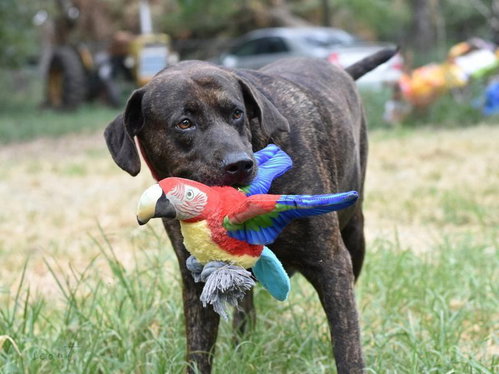 Scout (Trinity), photo 3