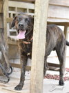 Scout (Trinity) - Photo 4
