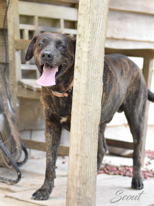 Scout (Trinity), photo 4
