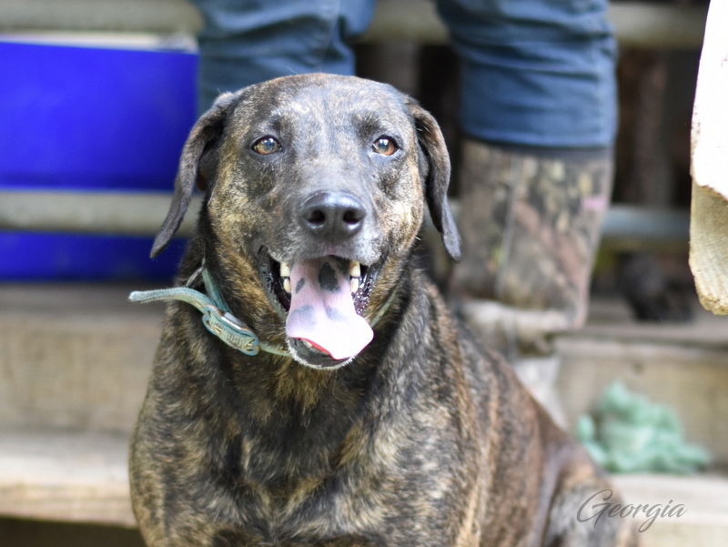 adoptable Dog in Brewster, NY named Georgia (Trinity)