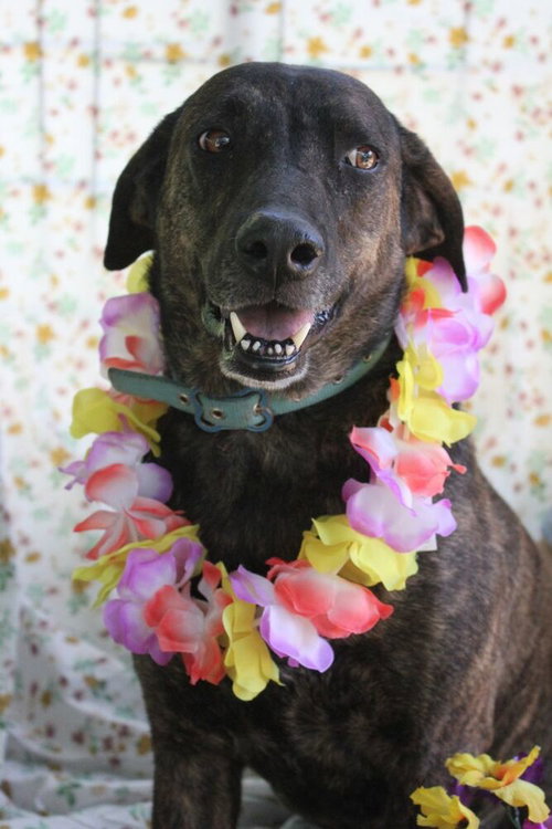 GEORGIA (TRINITY) - Plott Hound available for adoption