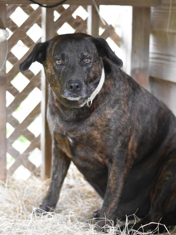 adoptable Dog in Brewster, NY named Hercules (Trinity)