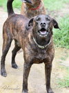 Hercules (Trinity) - Photo 4