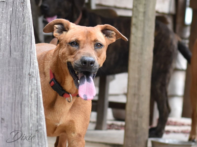 adoptable Dog in Brewster, NY named Dixie (Trinity)