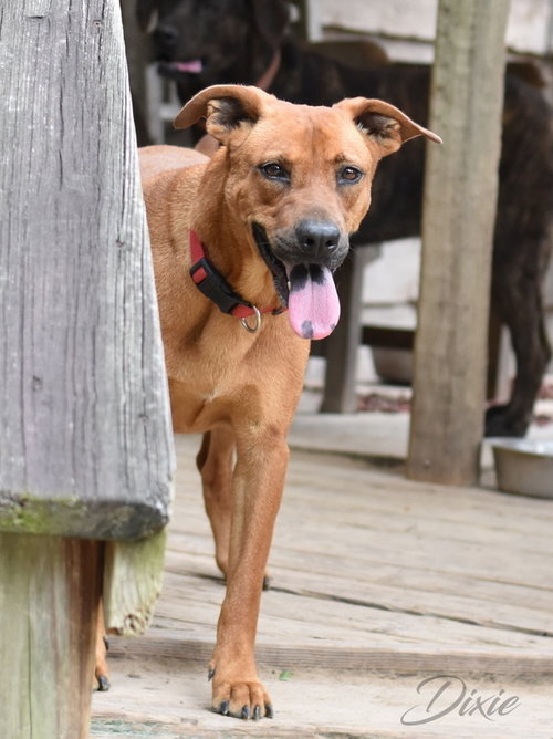 DIXIE (TRINITY) - Labrador Retriever / Chow Chow available for adoption