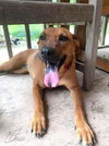 Dixie (Trinity) - Photo 3