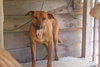 Dixie (Trinity) - Photo 4