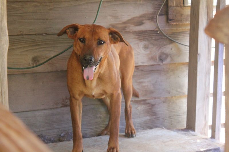 Dixie (Trinity)