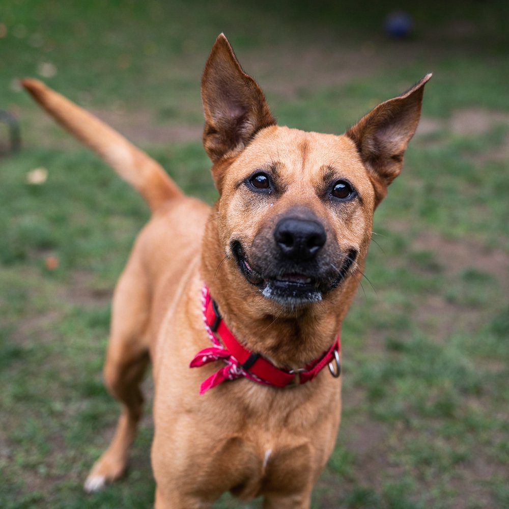 adoptable Dog in Brewster, NY named Joyful Jamie