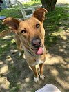 adoptable Dog in brewster, NY named Charming Chance