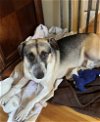 adoptable Dog in brewster, NY named Bullet (Brianna