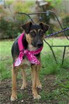 adoptable Dog in  named Shaye (Savannah
