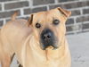 adoptable Dog in brewster, NY named Lucy 2