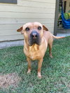 Lucy 2 - Photo 4