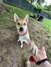 adoptable Dog in brewster, NY named Hopps